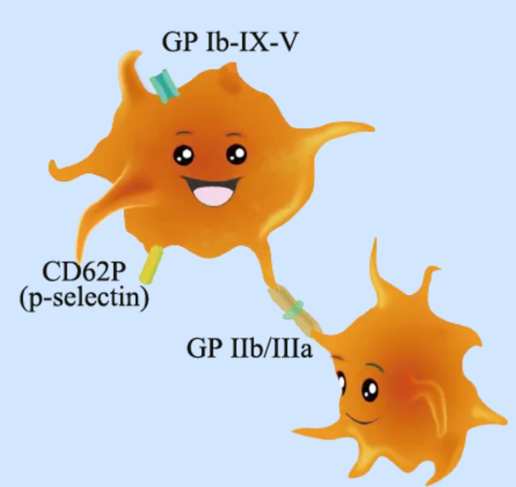 Platelet Activation Markers
